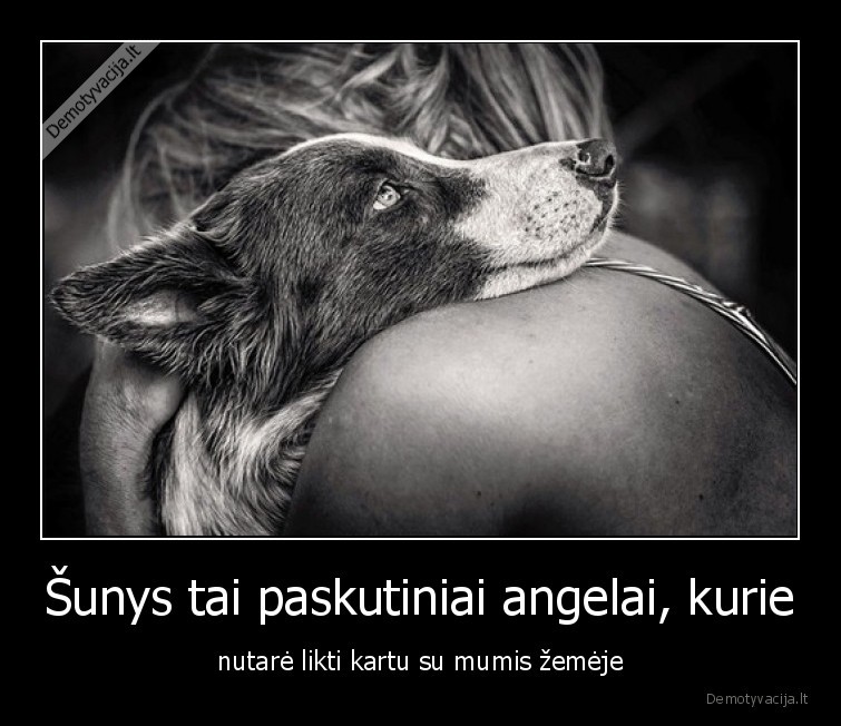 sunys,suo,draugas,angelas