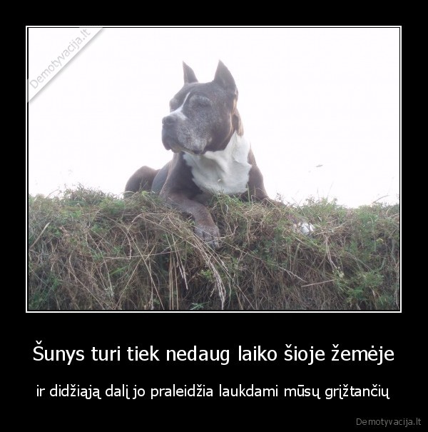 Šunys turi tiek nedaug laiko šioje žemėje