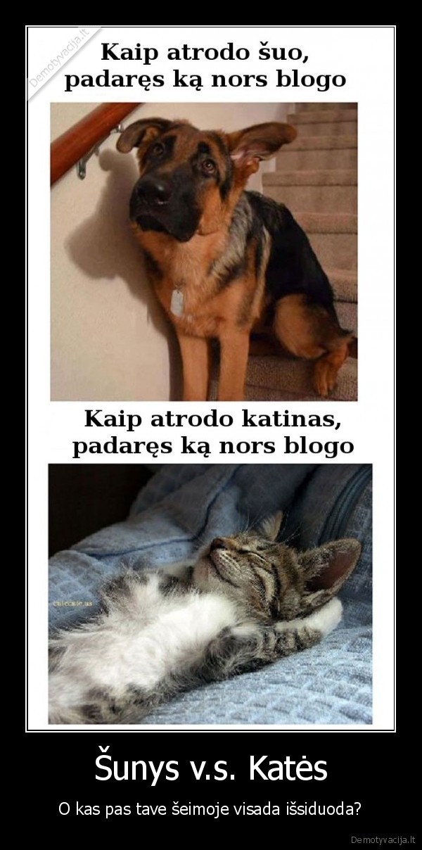 sunys,kates,gyvunai,kaltes, jausmas