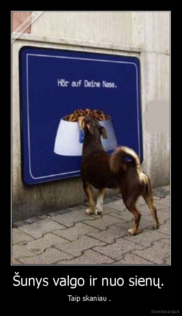 Šunys valgo ir nuo sienų. 