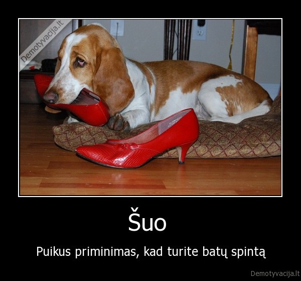 suo,batai,justin,bieber,sucks,dicks