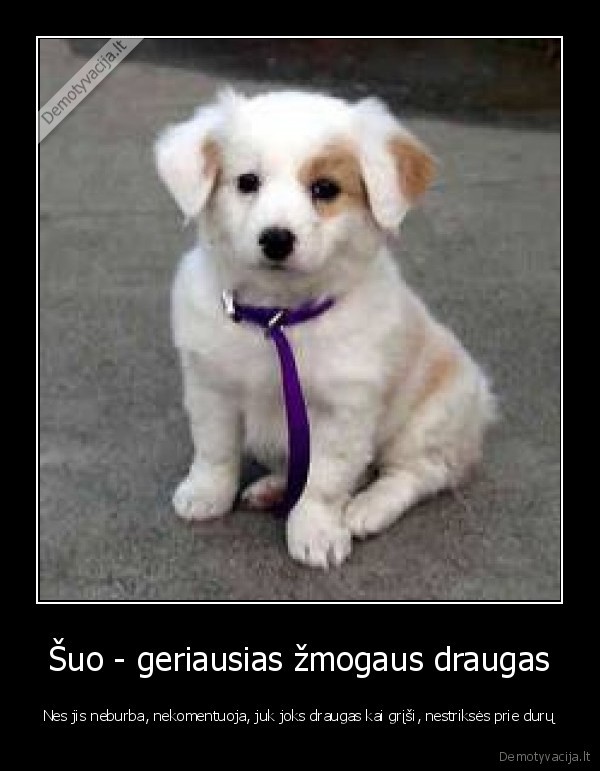 Šuo - geriausias žmogaus draugas