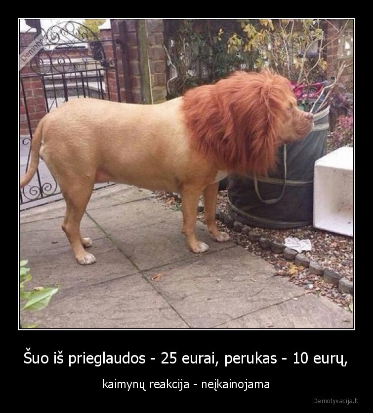 perukas,suo,liutas,kaimynai