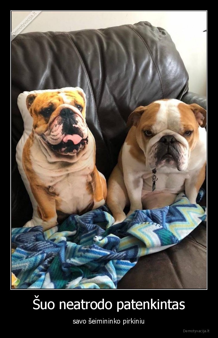 suo,augintiniai,seimininkas,pirkinys,pagalve