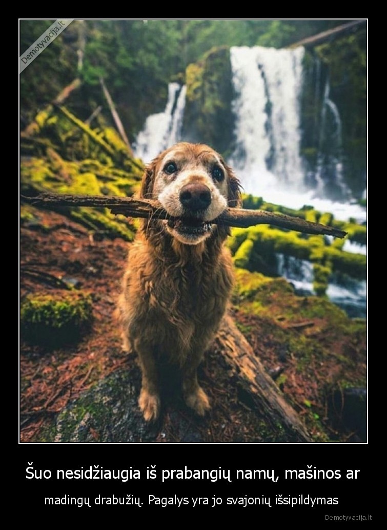 suo,pagalys,svajones