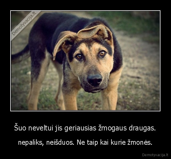 Šuo neveltui jis geriausias žmogaus draugas.