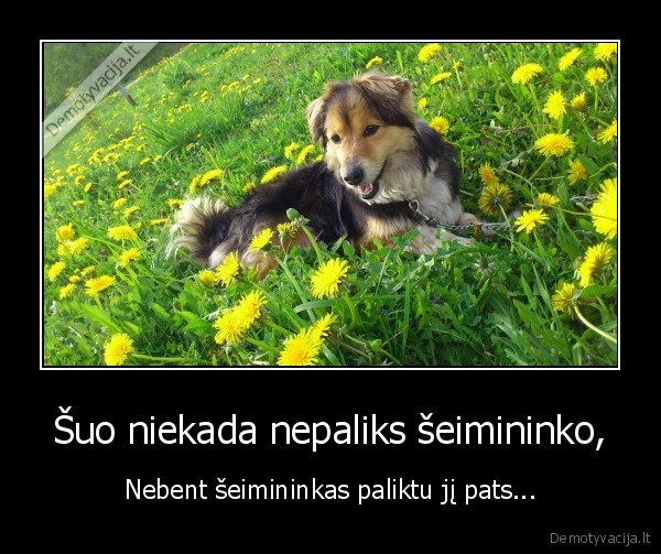 Šuo niekada nepaliks šeimininko,