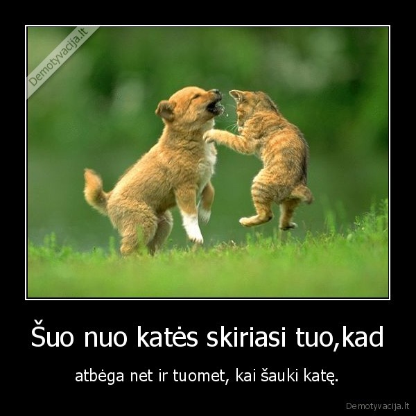 Šuo nuo katės skiriasi tuo,kad
