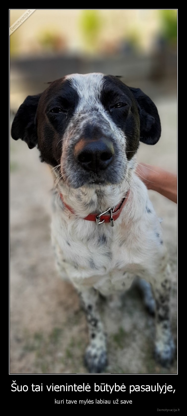 suo,meile,istikimybe,gyvunas,draugas