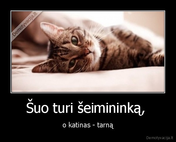 tarnas,seimininkas,katinas,suo