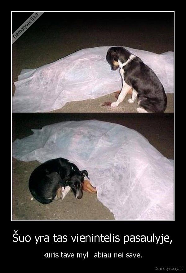 Šuo yra tas vienintelis pasaulyje,