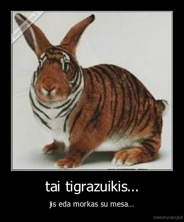 tai tigrazuikis...