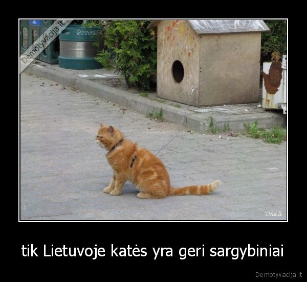 tik Lietuvoje katės yra geri sargybiniai
