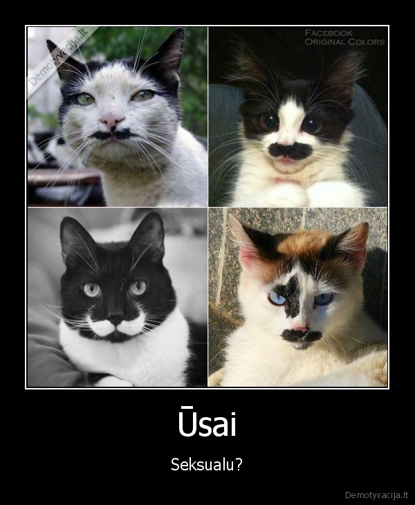 kates,kaciukai,usai,gyvunai