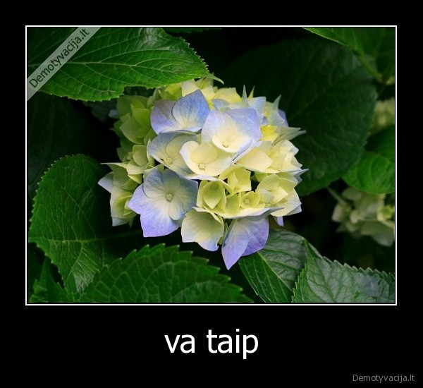 va taip