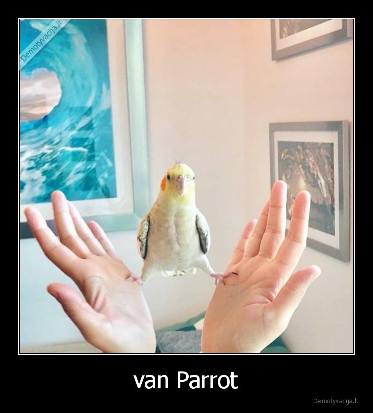 van, parrot