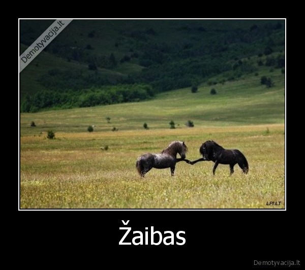 zaibas