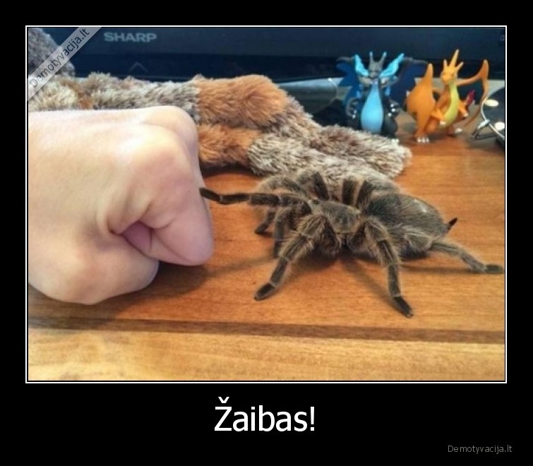 voras,zaibas,tarantulas