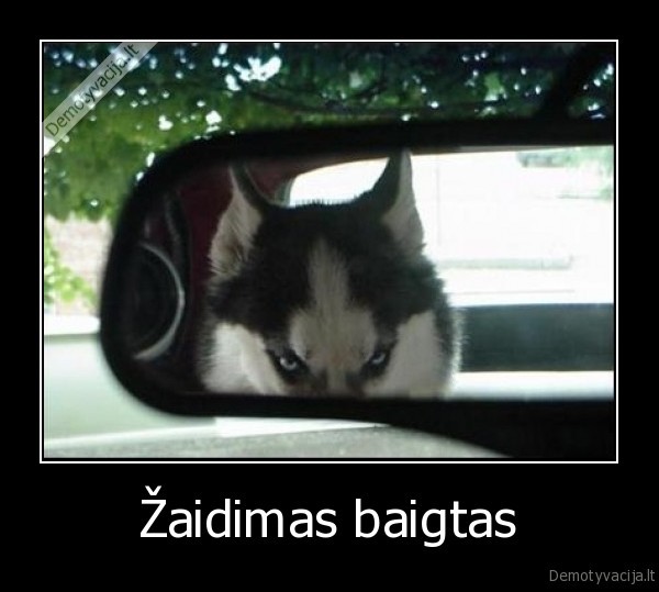 vilkas,mirtis,pabaiga