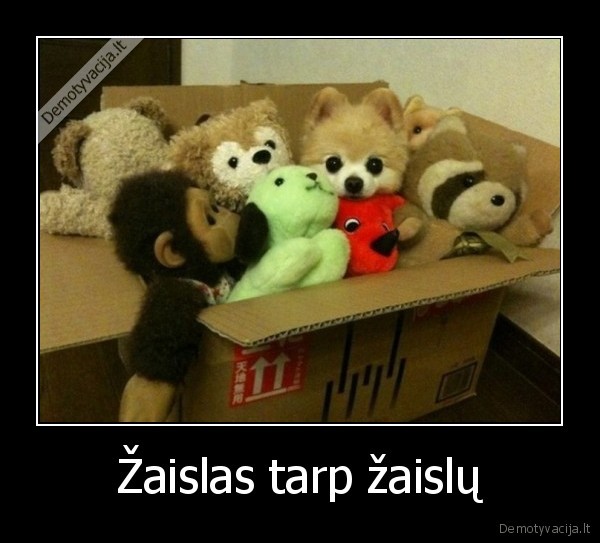 gyvas, suniukas,raskit, suniuka