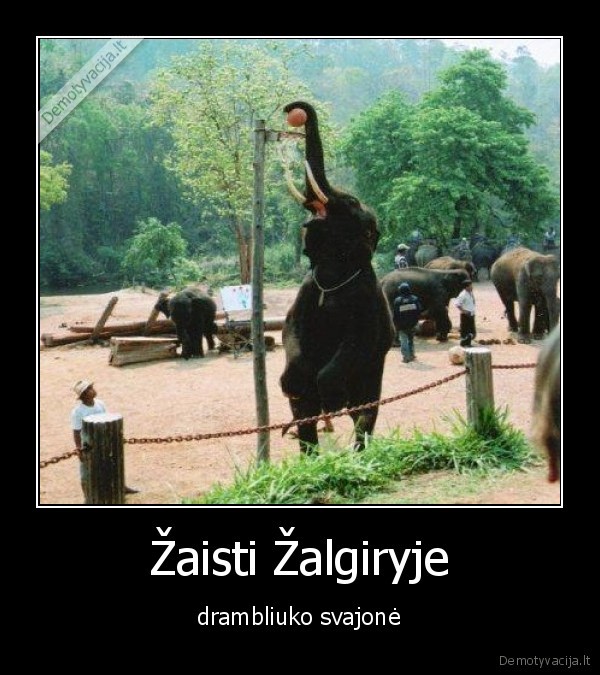 zalgiris,krepsinis,dramblys