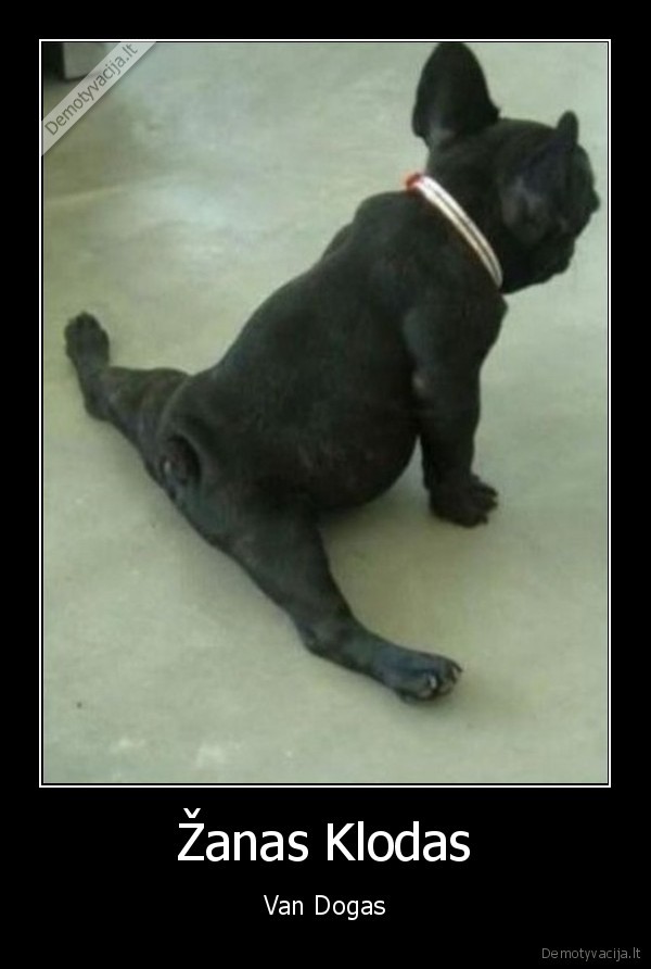 zanas, koldas, van, damas,spagatas