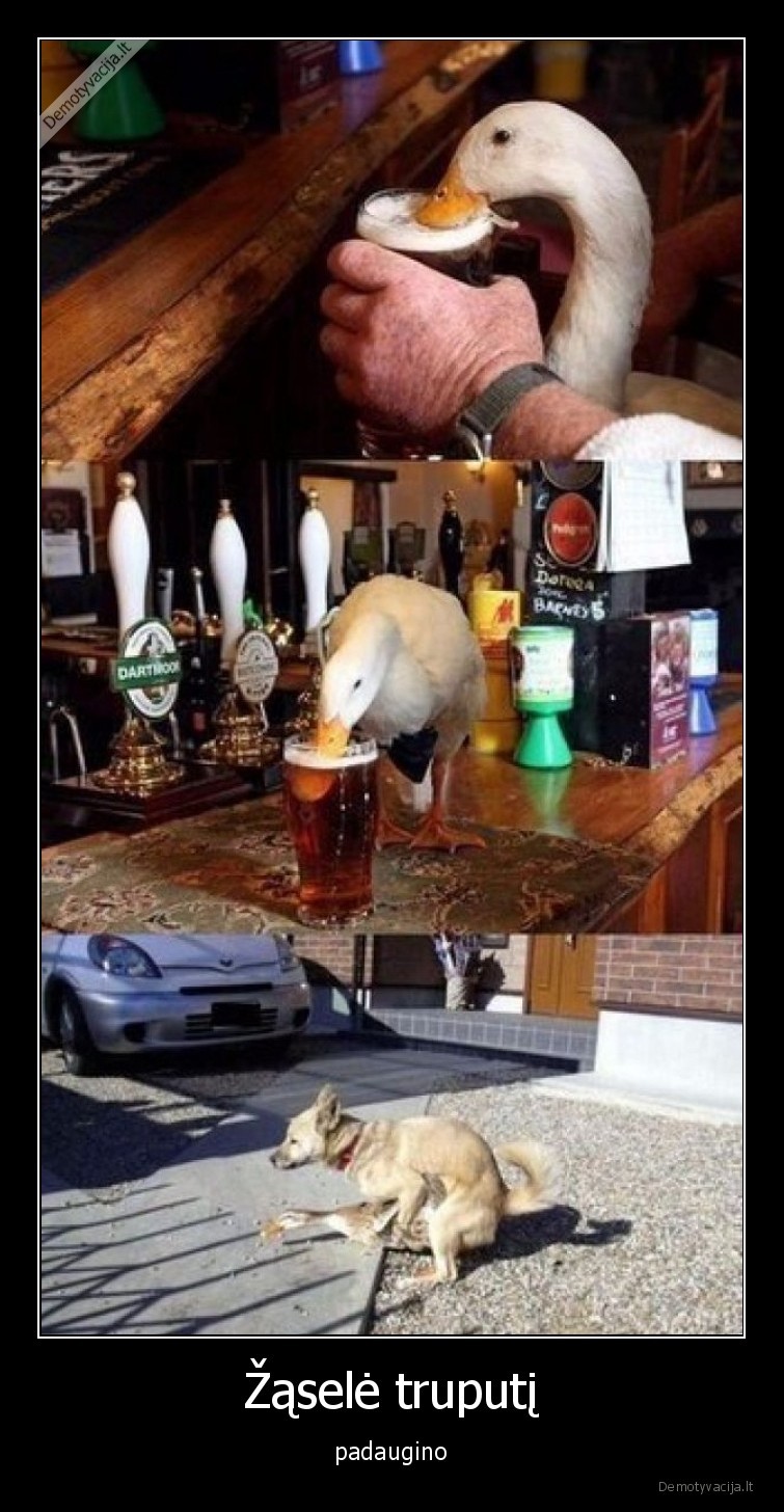 zasis,suo,meile,alus,gerti,baras