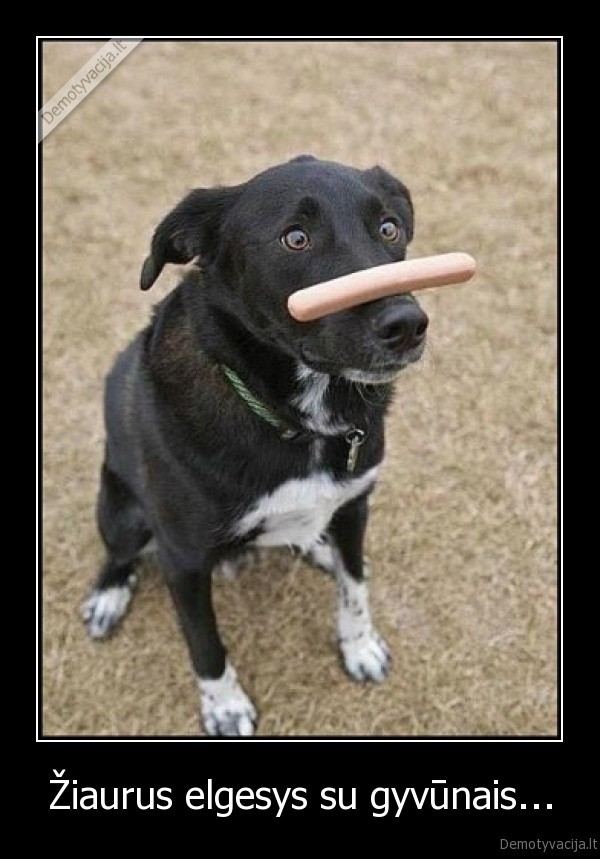 ziaurus, elgesys,elgesys, su, gyvunais,ziaurus, elgesys, su, gyvunais