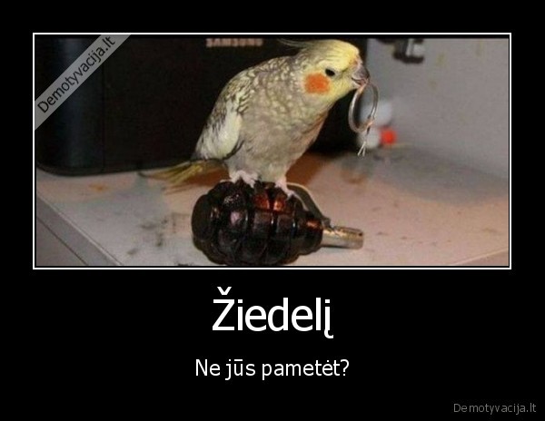 granatos, ziedas,granata,papuga