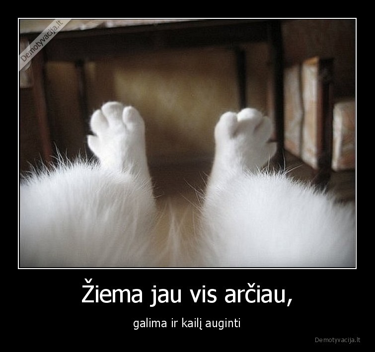 merginos,kojos,katinas,ziema