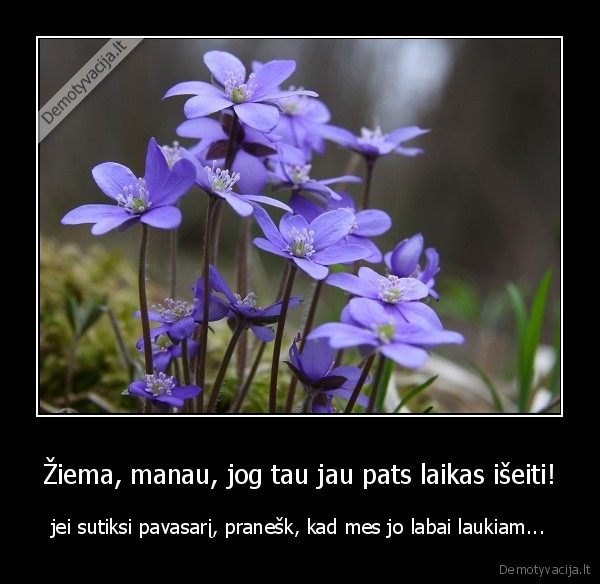 Žiema, manau, jog tau jau pats laikas išeiti!