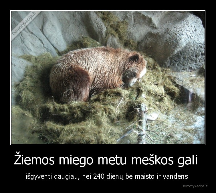 faktai,ziemos, miegas,gyvunai,meskos,gali, isgyventi