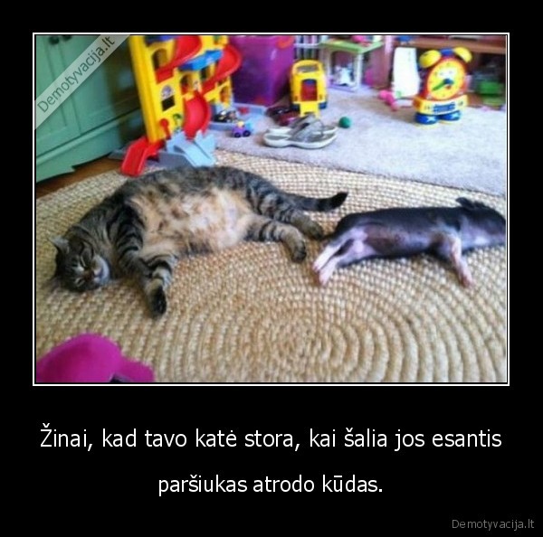 kate,katians,parsiukas,storumas