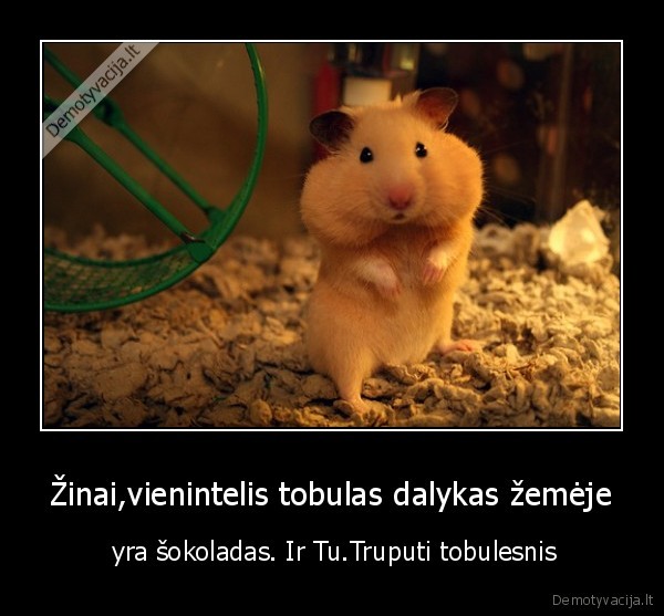 ziurkius,sokoladas,grazus,mielas