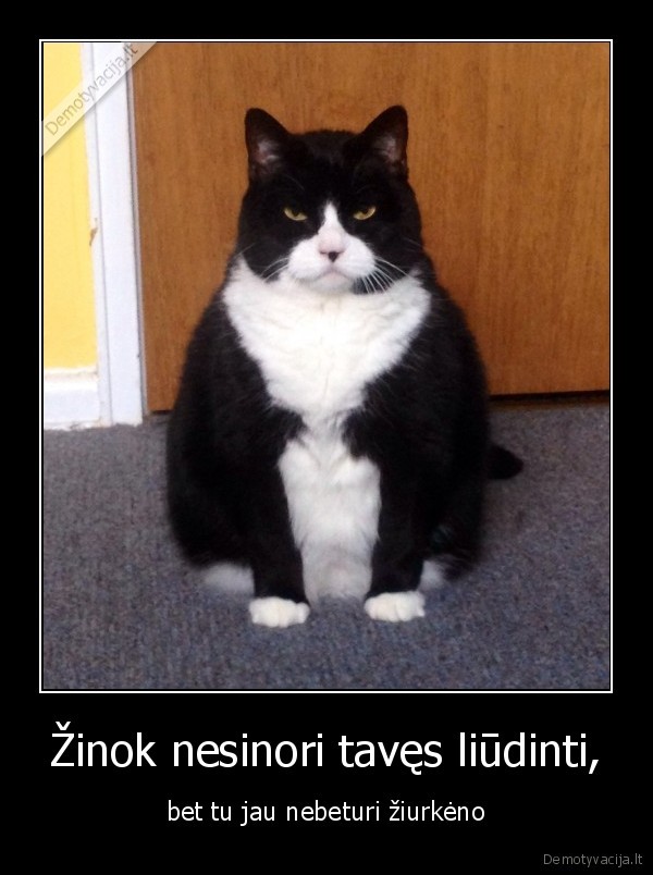 kate,katiniukas,kaciukas,ziurkenas