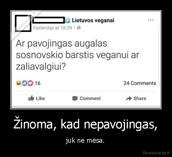 veganai,sosnovskio, barstis,mesa