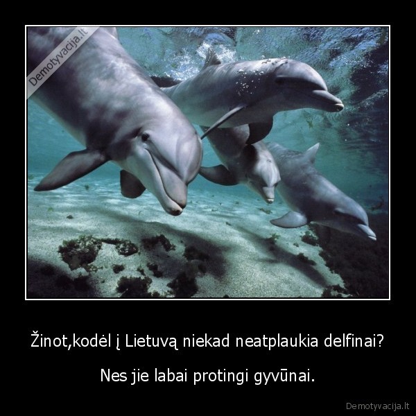 delfinai