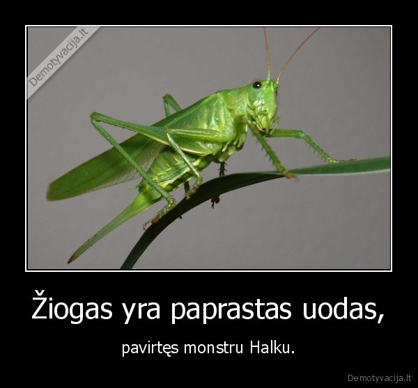 ziogas, halkas,monstras, halkas,uodas, pavirtes, ziogu