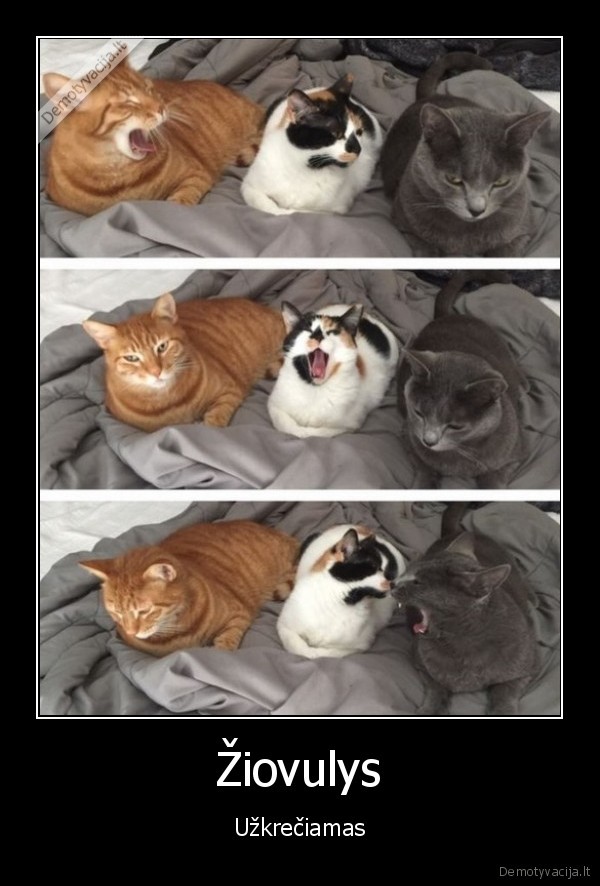 kates, ziovauja,ziovulys