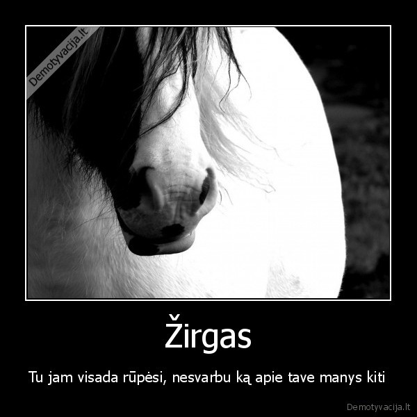 zirgas