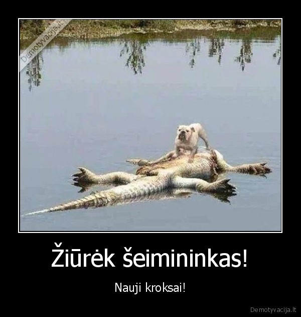 kroksai,negyvas, krokodilas,kietas, suo