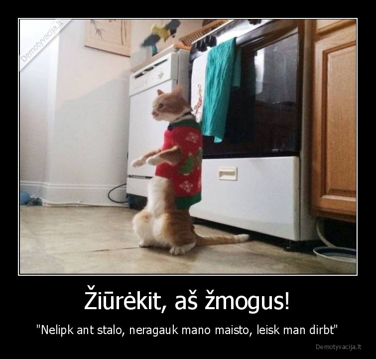 kate,katinas,zmogus,impersonacija