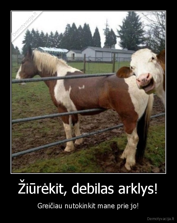 Žiūrėkit, debilas arklys!