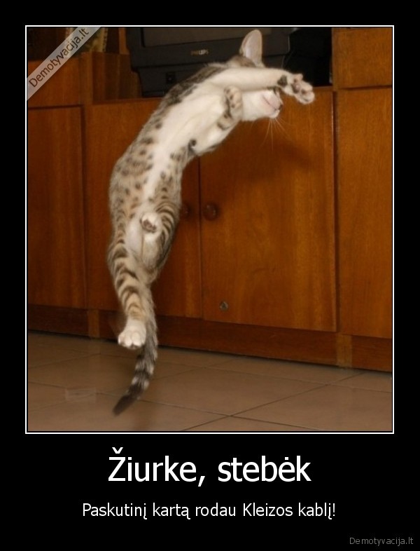juokingas, katinas,linksmas, katinas,linas, kleiza