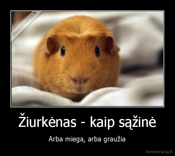 ziurkenas,grauzikas,mieganti, sazine