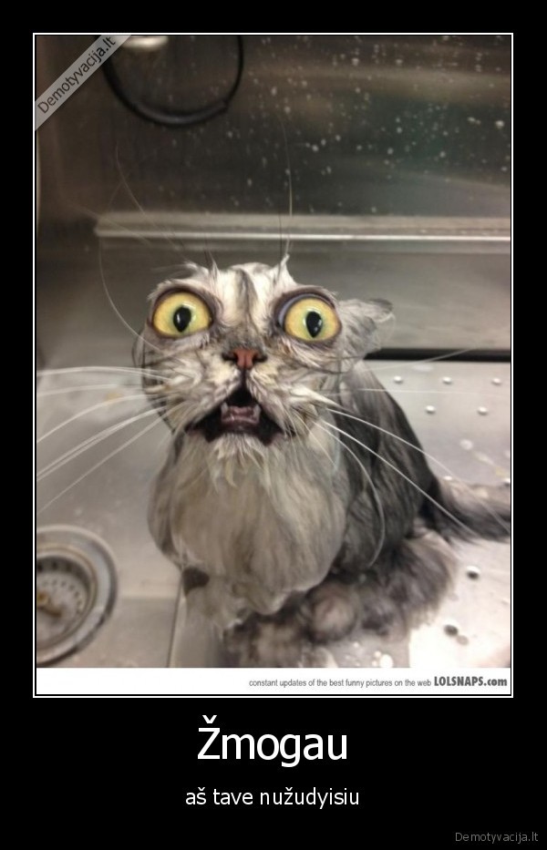 gyvunai,kate,nuzudymas