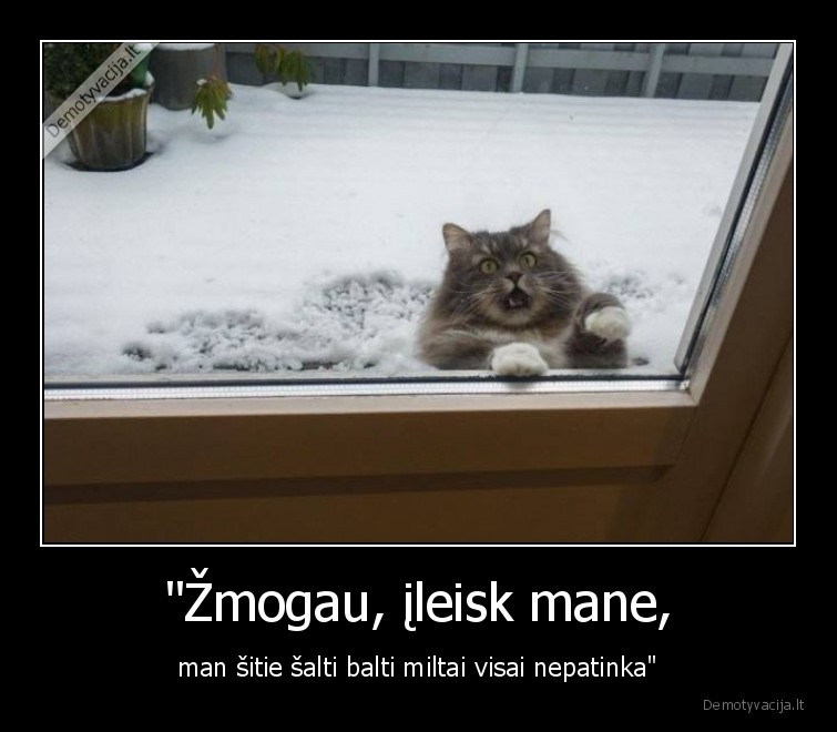 kate,katinas,sniegas