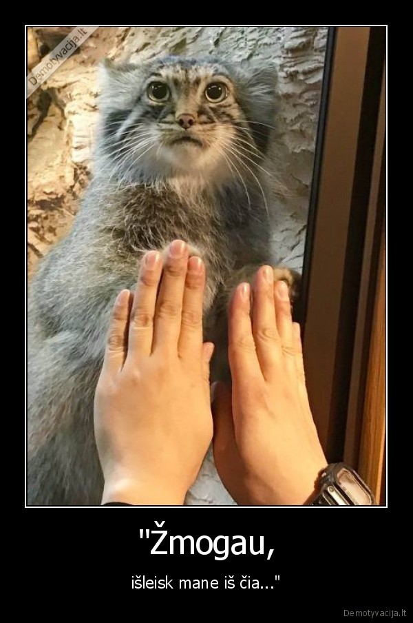 katinas,manul