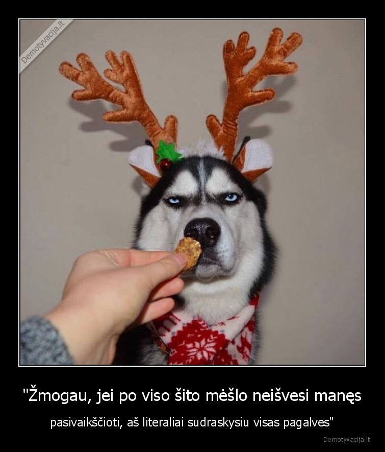 haskis,suo,pagalve,elnias