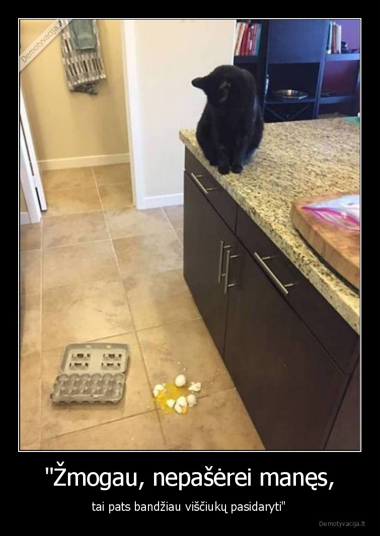 kate,katinas,kiausiniai,visciukai